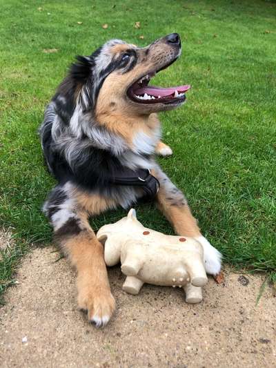 Dogorama Photo Challenge - Mäulchen auf-Beitrag-Bild