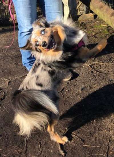 Dogorama Photo Challenge - Fail/Outtakes-Beitrag-Bild