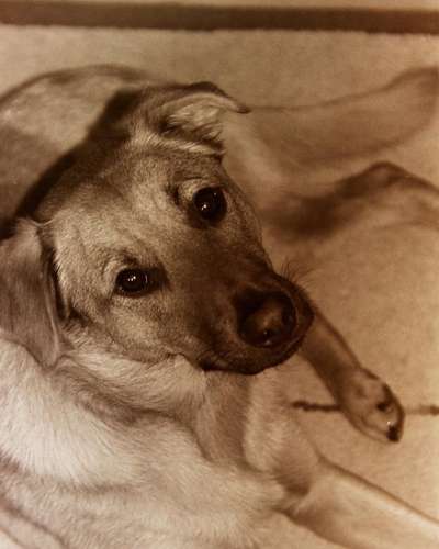 Unsere Fellnasen im Regenbogenland-Beitrag-Bild