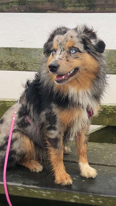 Wie heißt dein Hund?-Beitrag-Bild