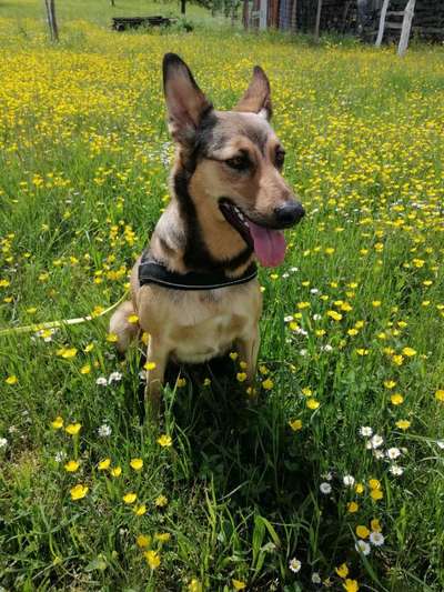 Podencomischling oder Podenco-Beitrag-Bild