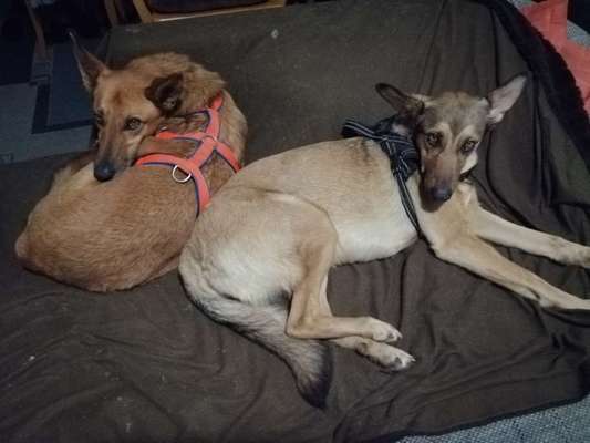 Podencomischling oder Podenco-Beitrag-Bild