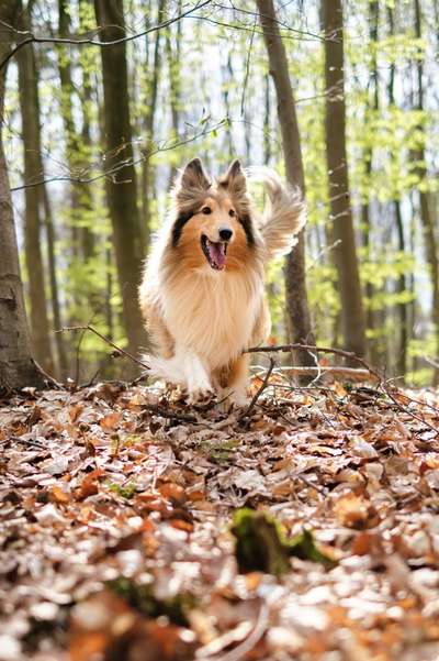 Die Dogorama Monats Challenge "Es grünt und blüht"-Beitrag-Bild