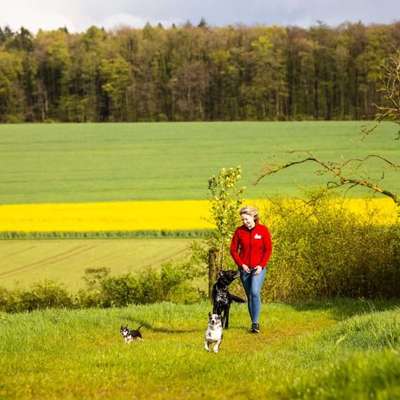Hundeschulen-Hundeschule Patz&Paws-Bild