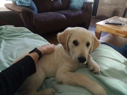 Golden Retriever-Beitrag-Bild