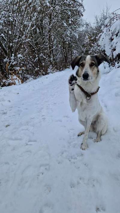 Hundetreffen-Spielen und toben-Bild