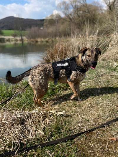 Hundetreffen-Gassi gehen in wallau- Biedenkopf-Bild