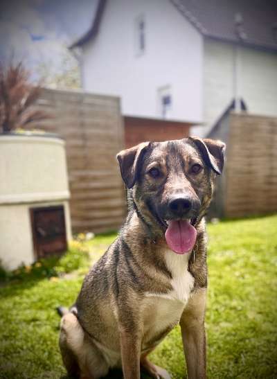 Schäferhund-Beitrag-Bild