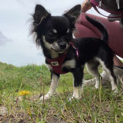Hundetreffen-Chihuahua treffen Raum Scharbeutz-Bild