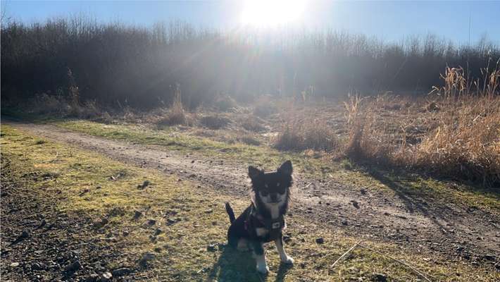 Hundetreffen-Kleinhunde gassirunde-Bild