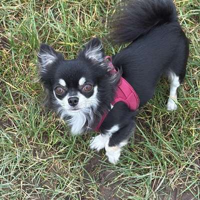 Hundetreffen-Soziale Spaziergänge-Bild