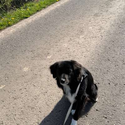 Hundetreffen-Training/Austausch für Hundeanfänger-Bild