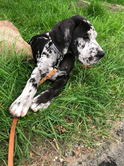 Deutsche Doggen Besitzer zeigt euch-Beitrag-Bild