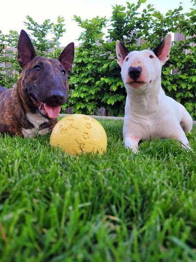 Hundetreffen-Gassirunde in Horgenzell-Bild