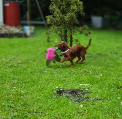 Die Dogorama Monats Challenge "Es grünt und blüht"-Beitrag-Bild