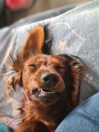 Hier ist der Spaßthread. Zum Schmunzeln und Kaputtlachen-Beitrag-Bild