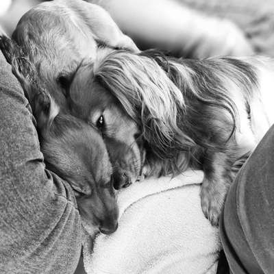 Lieblingsbild von euren Hunden?-Beitrag-Bild