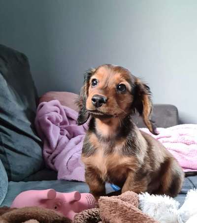 Welpen Bilder !-Beitrag-Bild