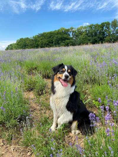 Hundetreffen-Spiel, Spaß & Hundefreunde-Bild