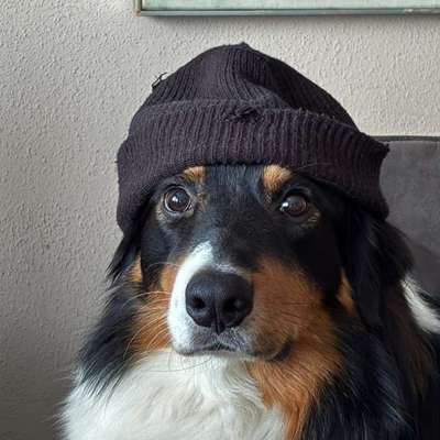 aktuelles Foto Gruppe Australian Shepherd