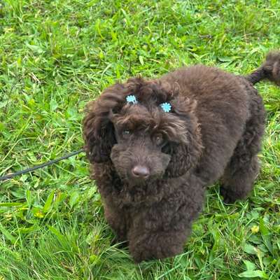 Hundetreffen-Spazieren und Spielen (Kleinhunde)-Bild