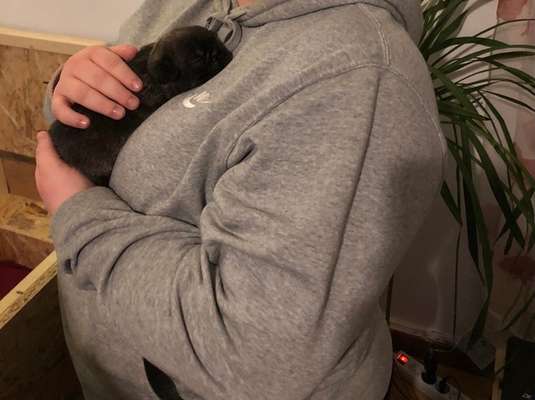 Welpen Bilder !-Beitrag-Bild