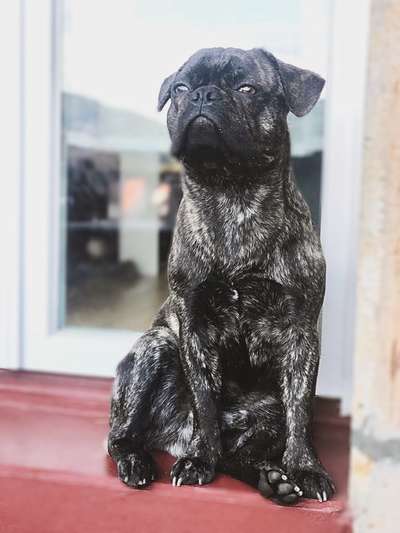 Foto's und Hundemodels-Beitrag-Bild