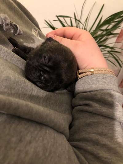 Französische Bulldoggen-Beitrag-Bild