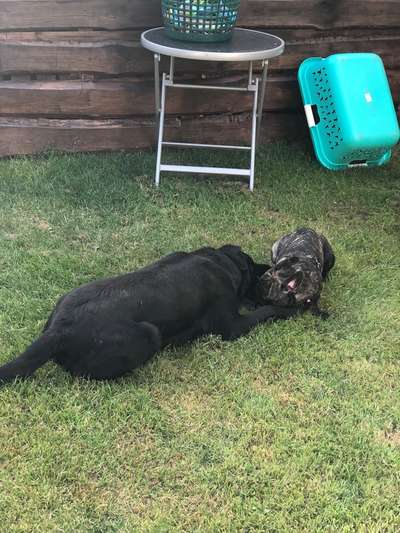 Bester Freund, Hundekumpel - zeigt her!-Beitrag-Bild