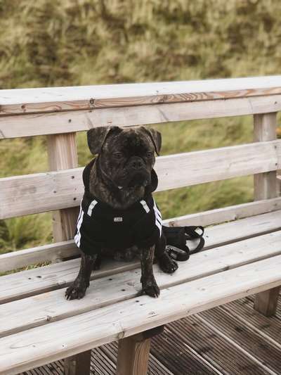 Französische Bulldoggen-Beitrag-Bild