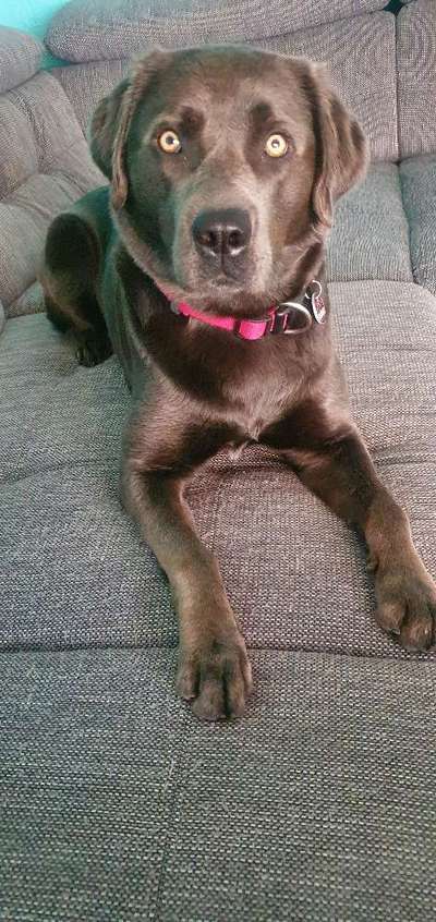 Labradorfans-Beitrag-Bild