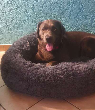 Labradorfans-Beitrag-Bild