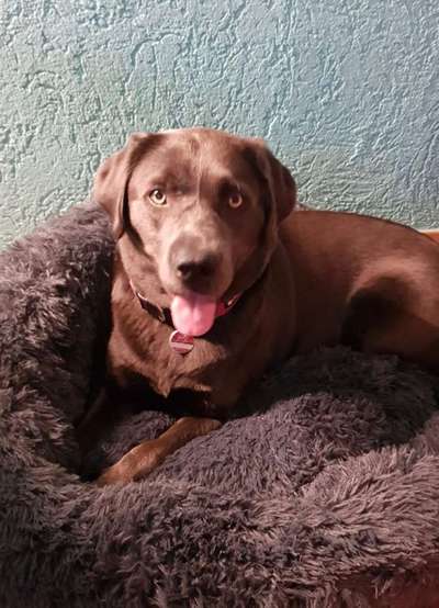 Labradorfans-Beitrag-Bild