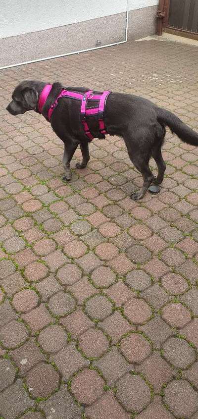 Wie sitzt mein Geschirr?-Beitrag-Bild