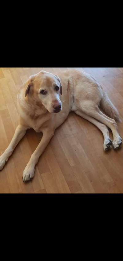 Labradorfans-Beitrag-Bild