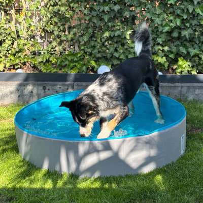 Hundetreffen-Ich möchte andere Hunde kennenlernen!-Bild