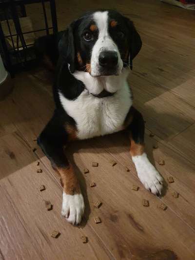 Appenzeller Sennenhunde-Beitrag-Bild