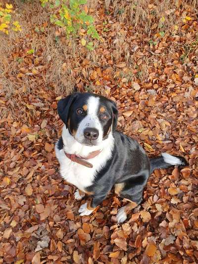 Appenzeller Sennenhunde-Beitrag-Bild