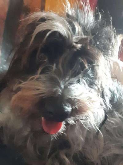 Seltene Rassen!-Beitrag-Bild