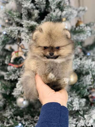 Welpen Bilder !-Beitrag-Bild