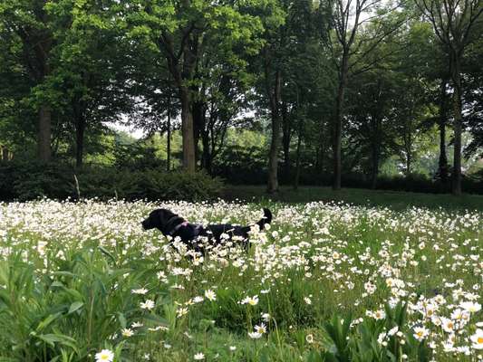 Die Dogorama Monats Challenge "Es grünt und blüht"-Beitrag-Bild
