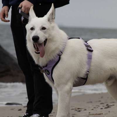 Hundetreffen-Hundefreunde für Cody-Bild