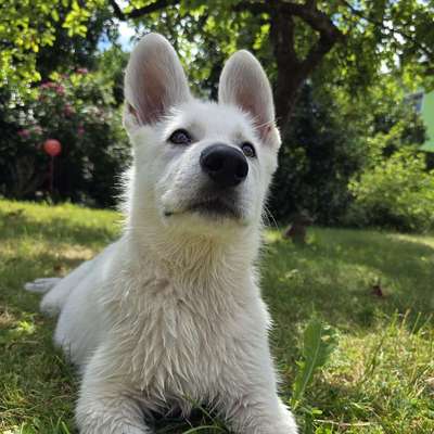 Hundetreffen-Hundefreunde für Cody-Bild