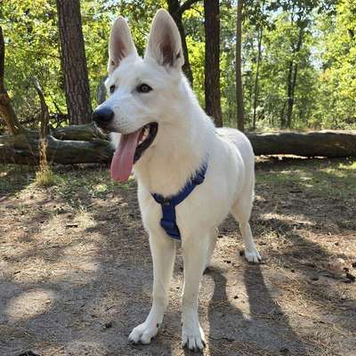 Hundetreffen-Hundefreunde für Cody-Bild