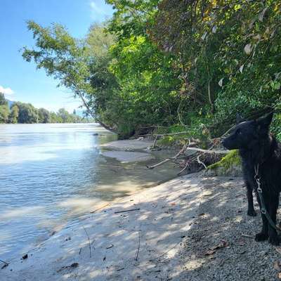 Hundeauslaufgebiet-Hundefreilaufzone Baumkirchen-Bild