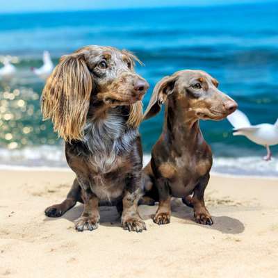 Hundetreffen-Dackel-/ Kleinhunde Treffen-Bild