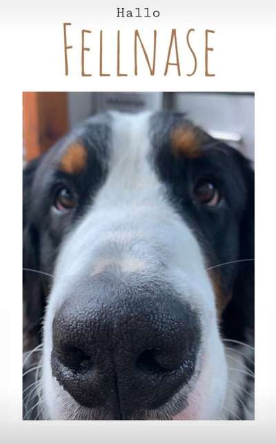 Die Dogorama Kalender Challenge Titelbild-Beitrag-Bild