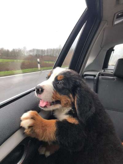 Die Dogorama Wochen Challenge-Beitrag-Bild