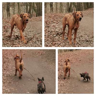 Rhodesian Ridgeback-Beitrag-Bild
