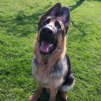 Welpen Bilder !-Beitrag-Bild